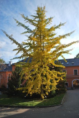 Ginkgo biloba - jinan dvoulaločný - podzimní habitus
